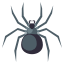 spider