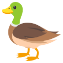 🦆