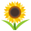 :sunflower: