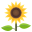 :sunflower: