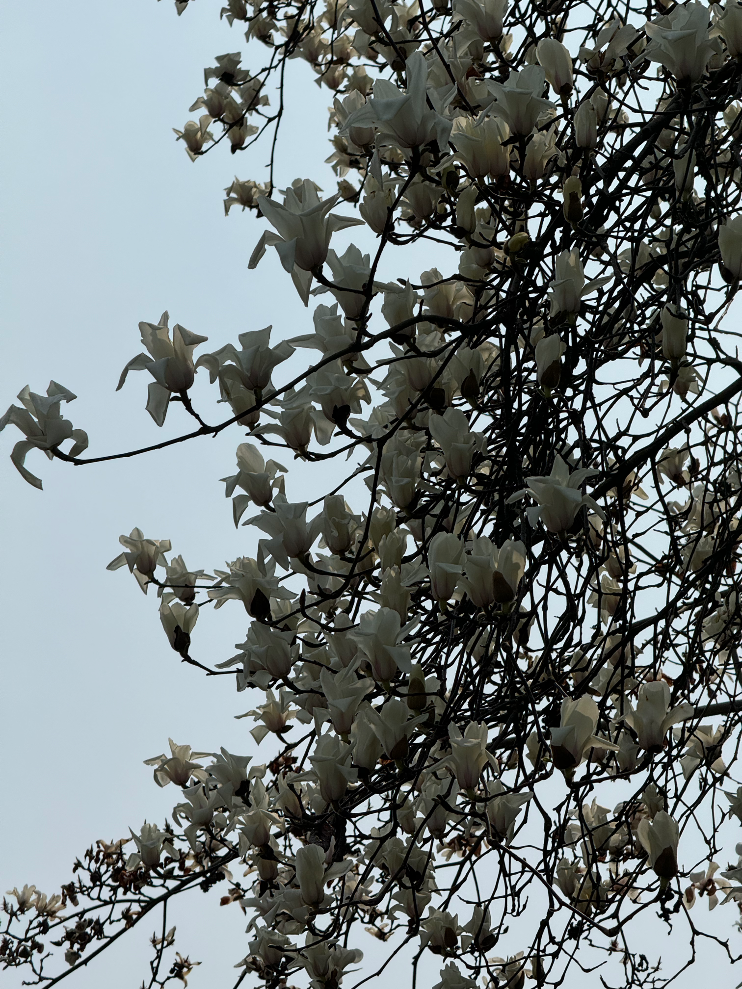 玉兰花