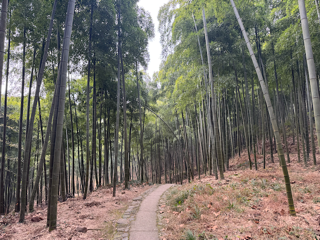 莫干山