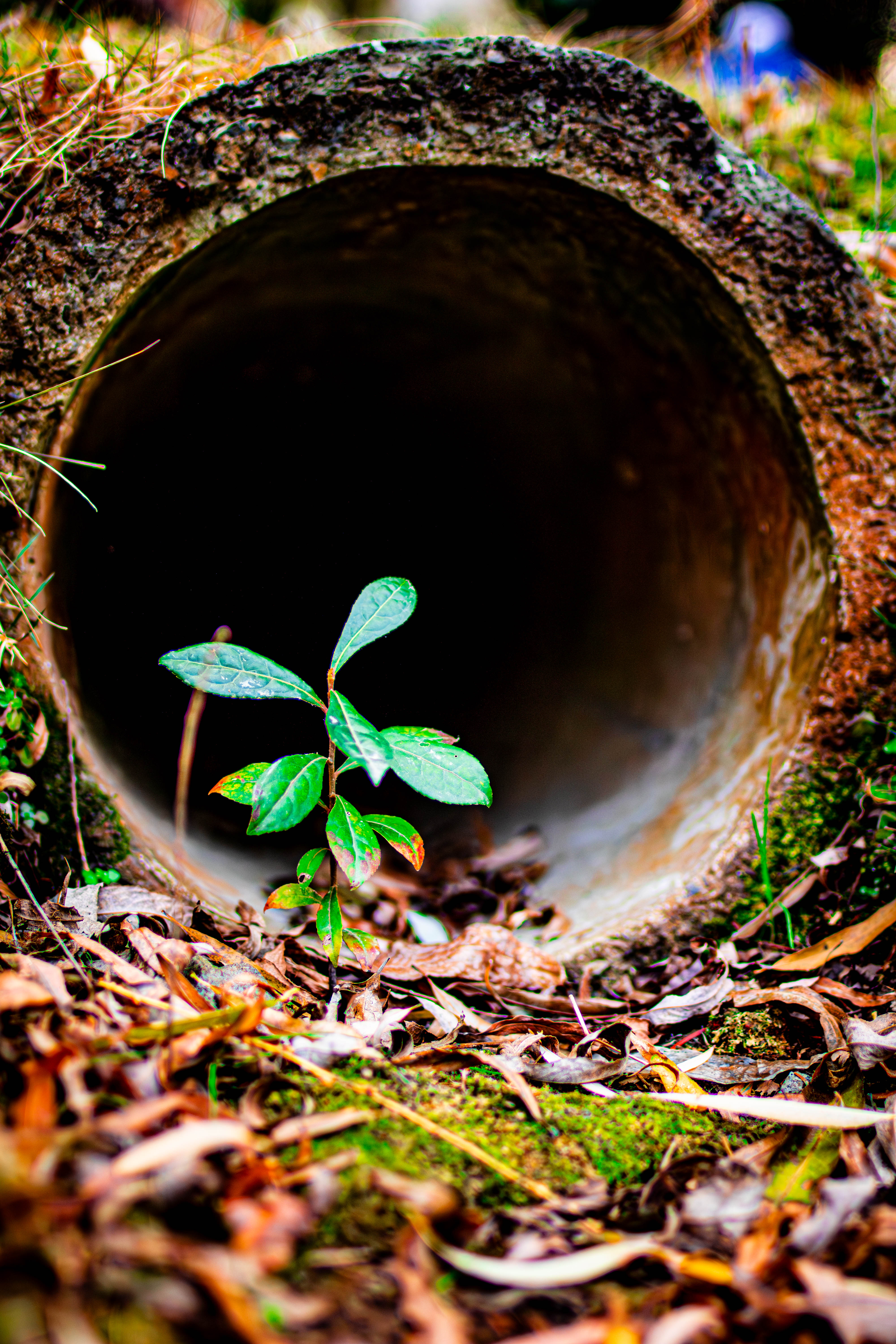 Hope in the Crevice