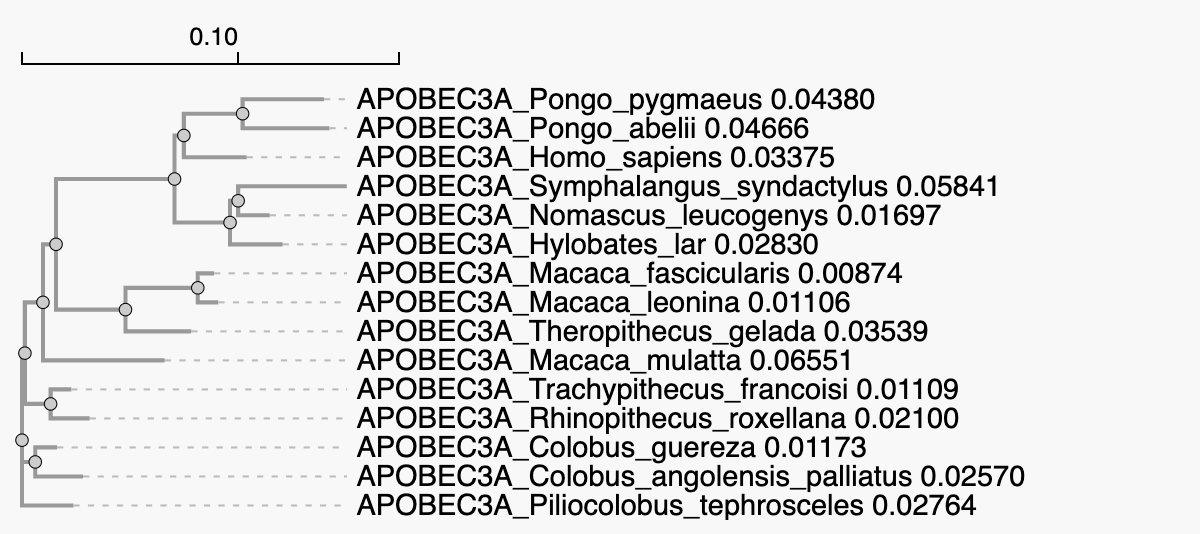 Phylogenetic Tree