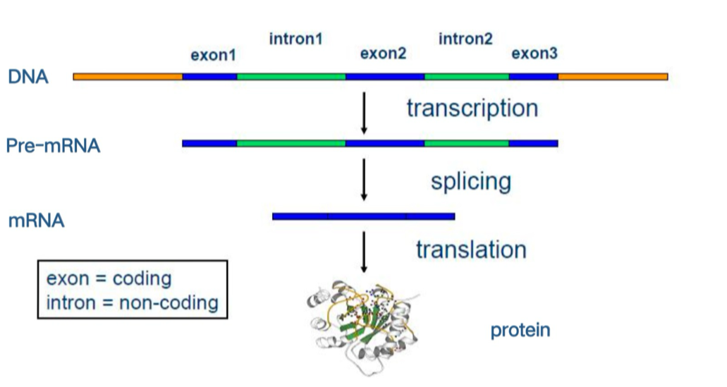 Central dogma