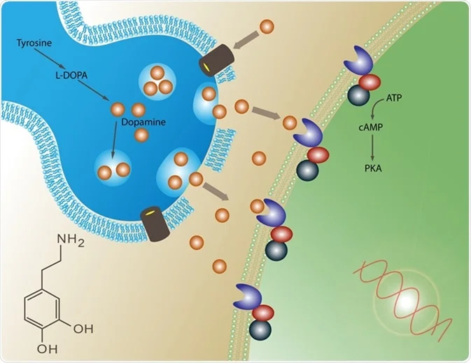 Dopamine release