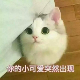 8411424.jpg