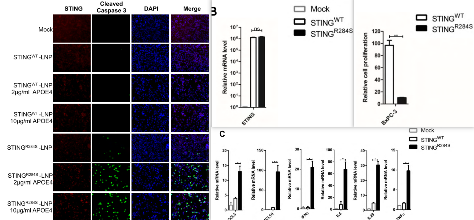 向PDAC细胞中递送STING-R248S-mRNA-LNP,激活抗肿瘤细胞因子的释放,杀死PDAC细胞。