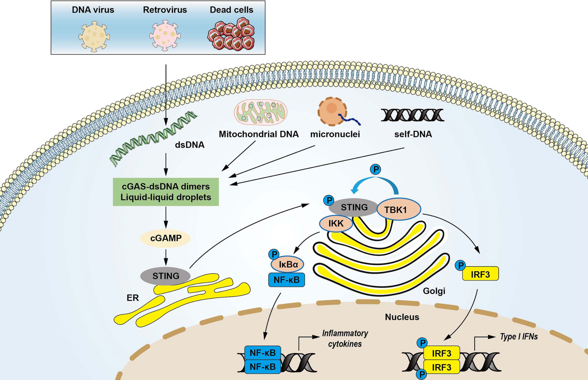 SING信号通路,图片源自The cGAS-STING Pathway: Novel Perspectives in Liver Diseases.
