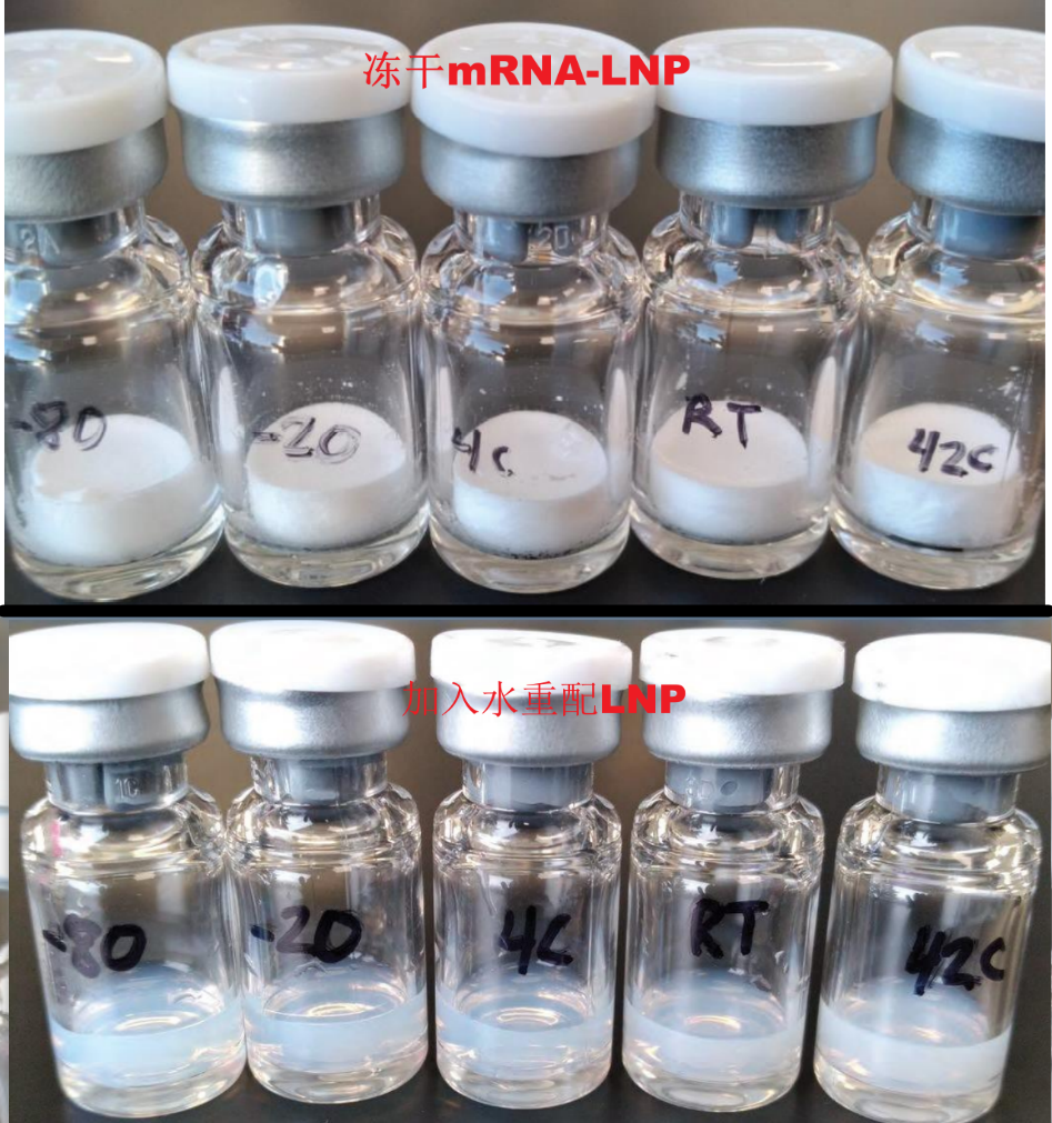 存放在不同温度下的冻干mRNA-LNP外形特征和加入水重新溶解后的mRNA-LNP后的外形特征。