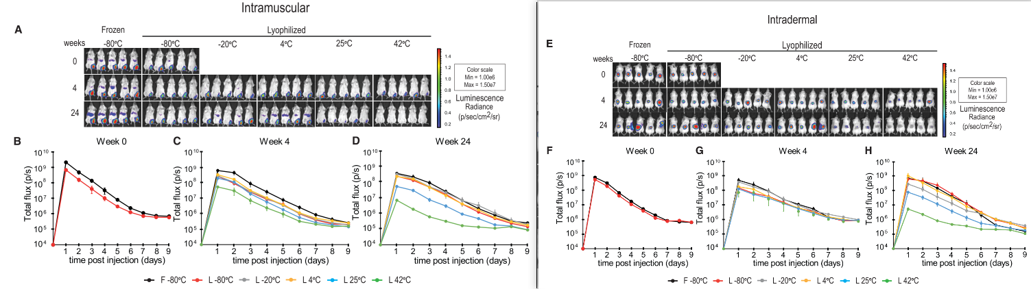不同温度下存放不同时间的冻干型Luc-mRNA-LNP注射到小鼠体内表达出的荧光强度。