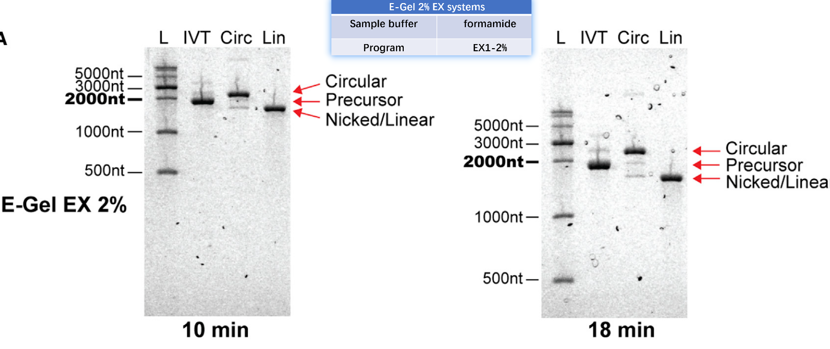 E-GeI EX 琼脂糖凝胶系统电泳circRNA,呈现出的条带分布:circRNA>precursor RNA>Niked RNA。