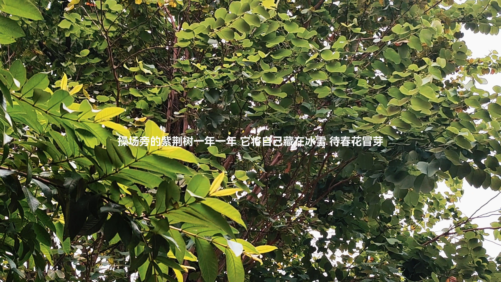 紫荆树下的回忆