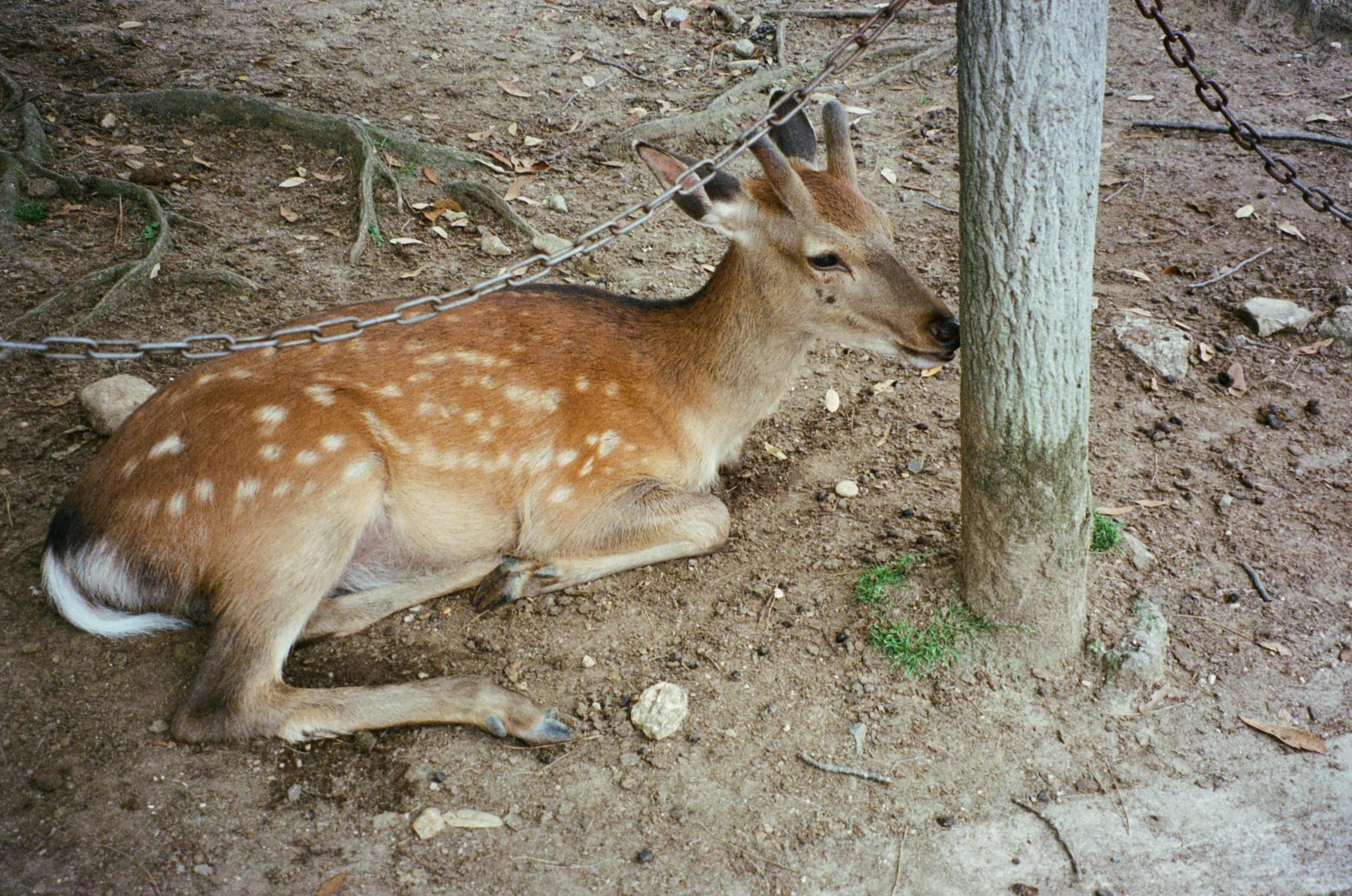 Alt Text