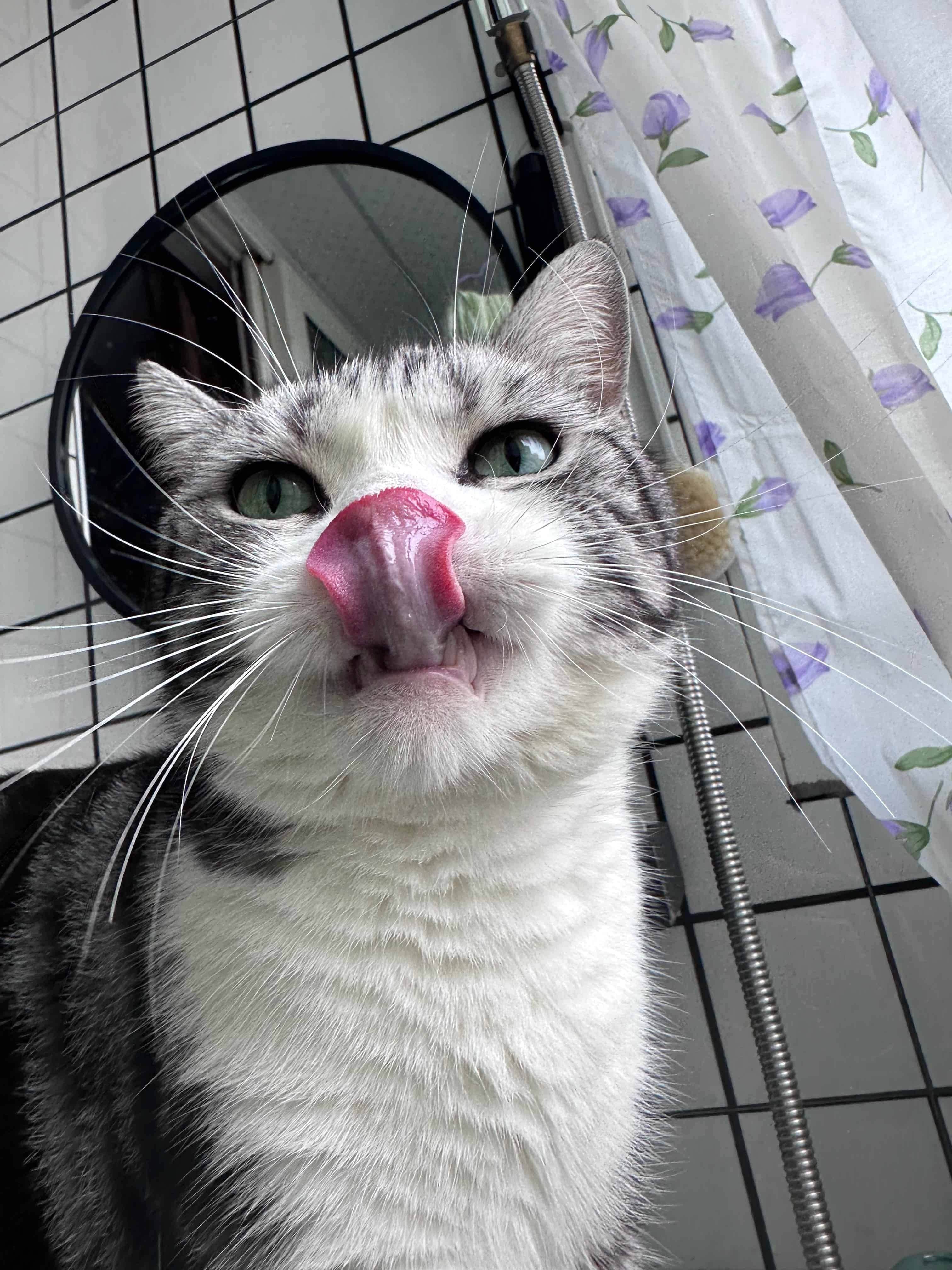 我的猫: 钢蛋儿