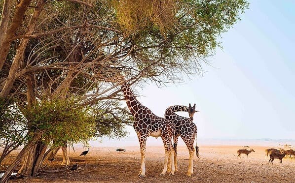 Sir Bani Yas Island port