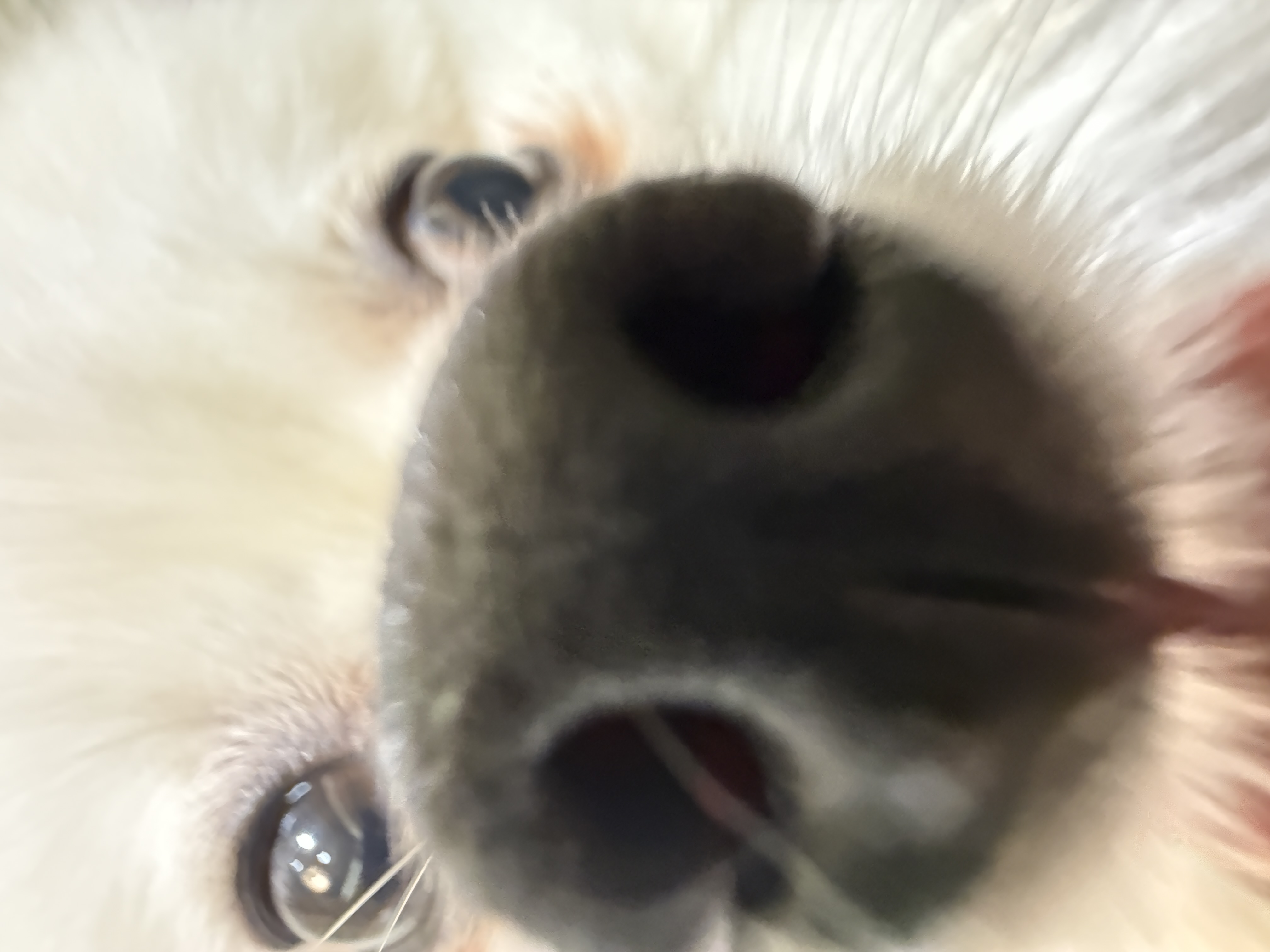 菠萝啤不要用鼻孔对着我