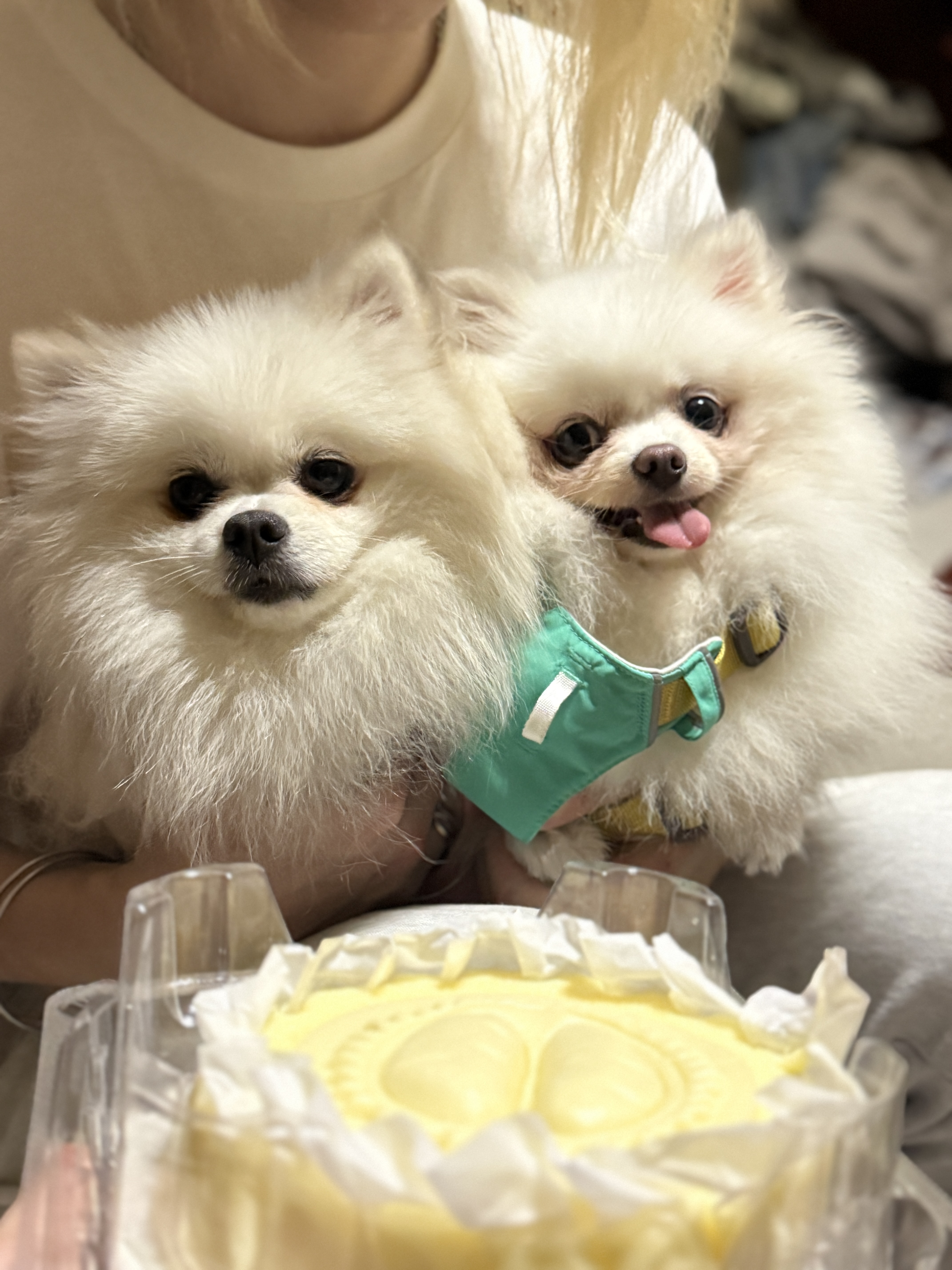 菠萝啤和饼饼一起过三岁生日