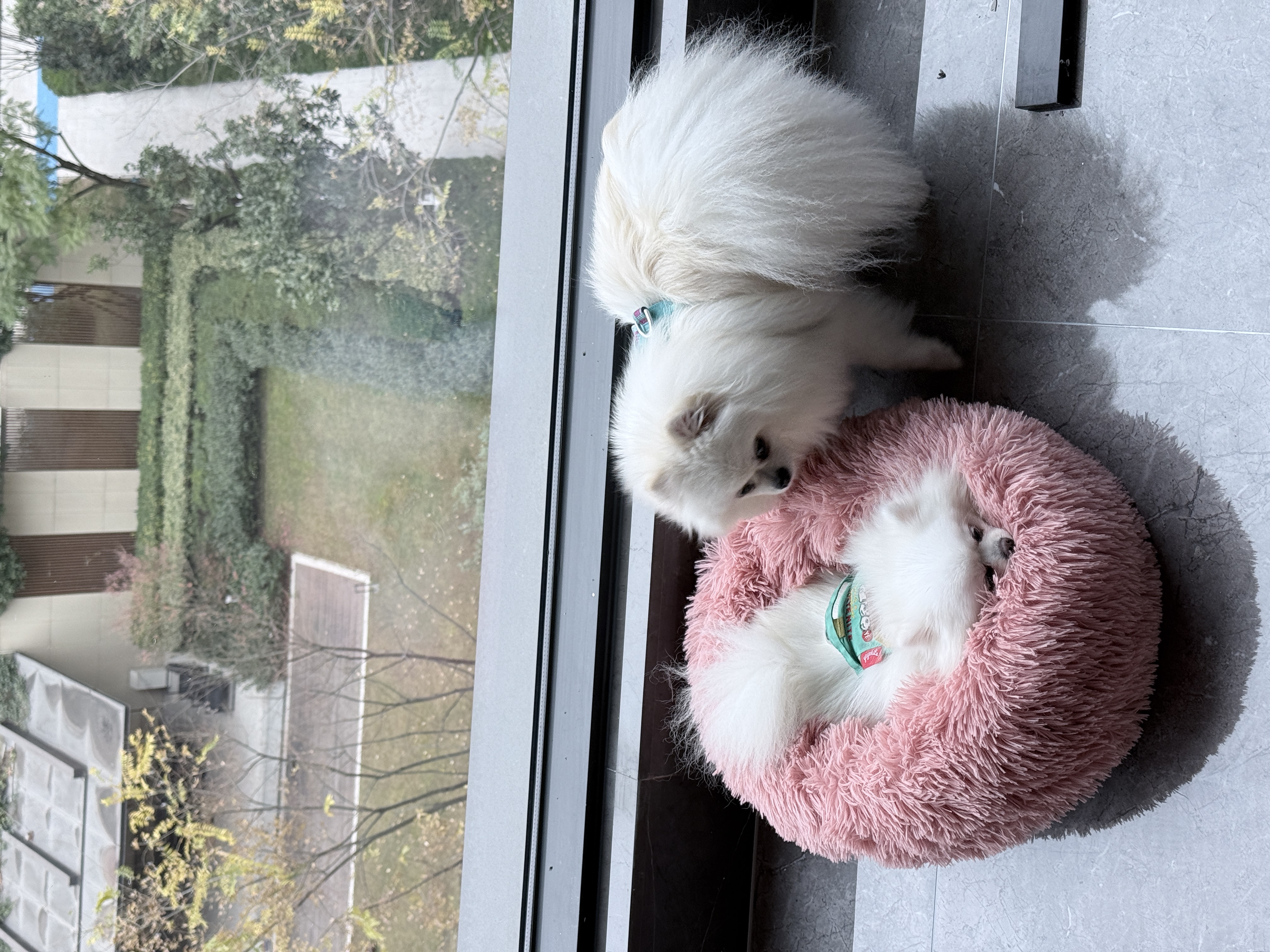 捕获星光与尾巴：关于生命频率的观察报告