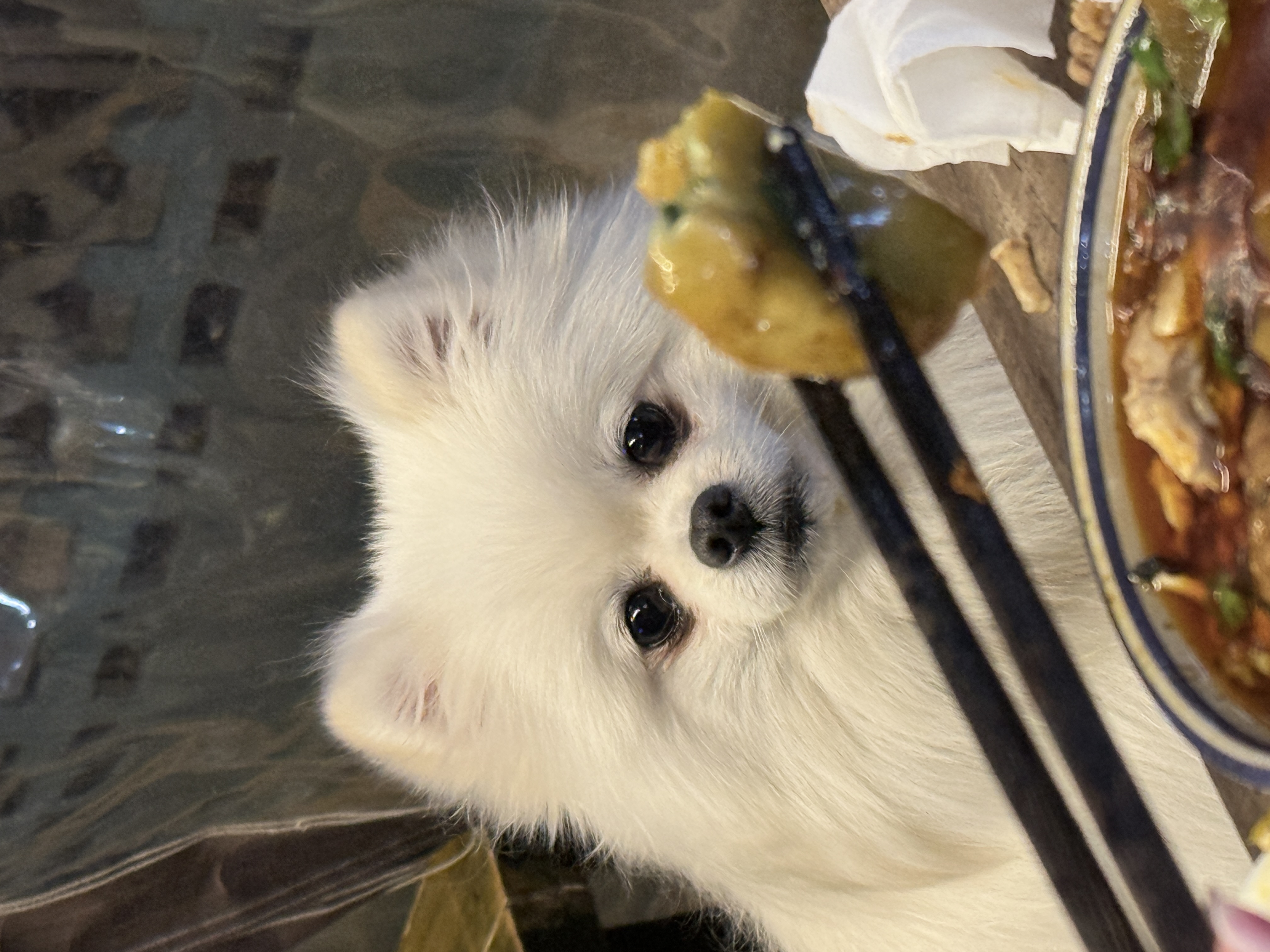 捕获星光与尾巴：关于毛肚、黄喉与哲学的终极凝视