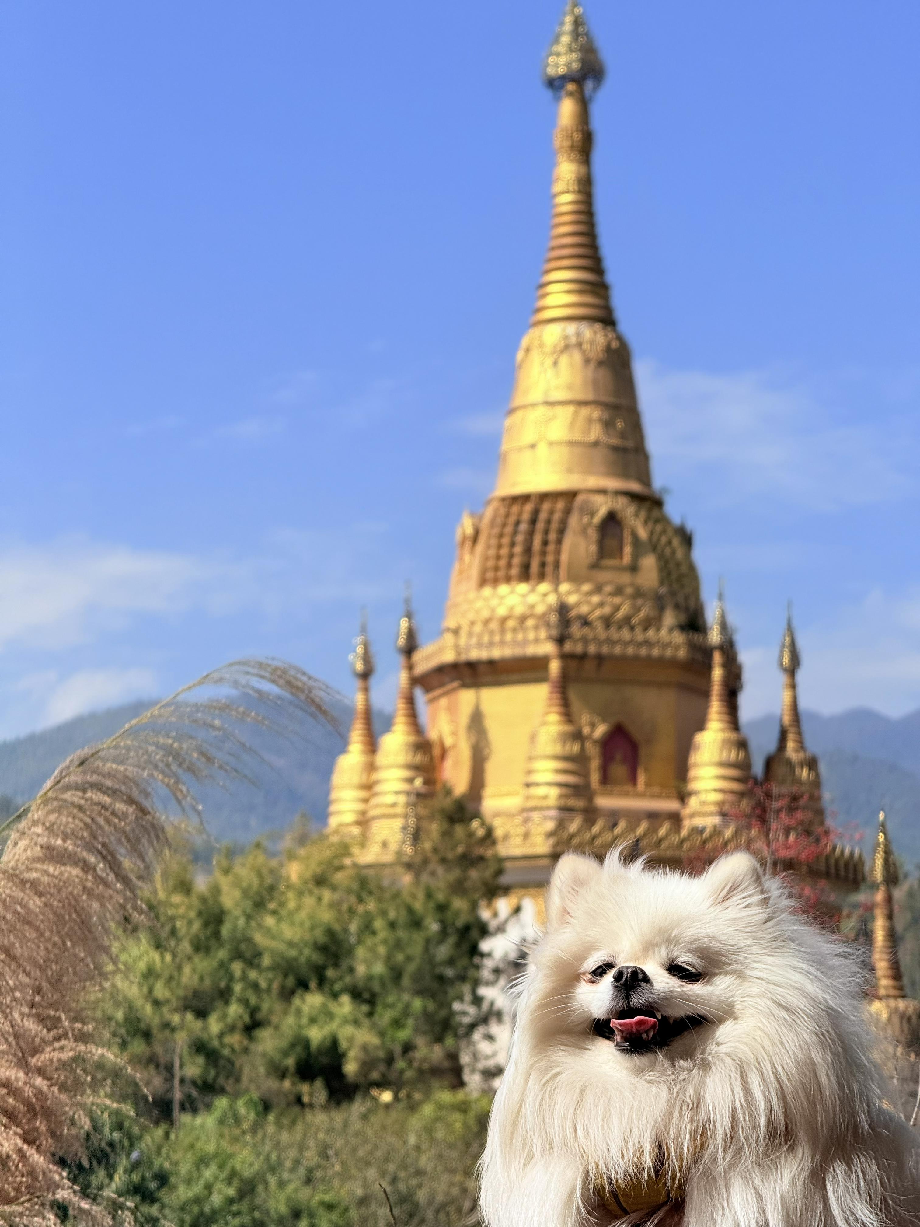 芒市异志：金塔下的白毛“活菩萨”