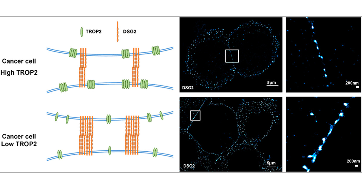 https://pubs.acs.org/cms/10.1021/acs.analchem.5c04303/asset/images/acs.analchem.5c04303.social.jpeg_v03