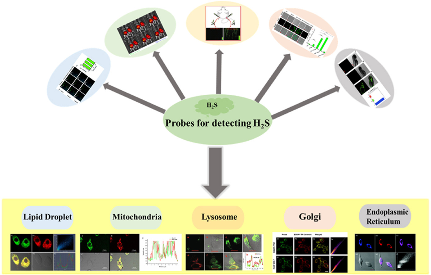 Download: Download high-res image (241KB)