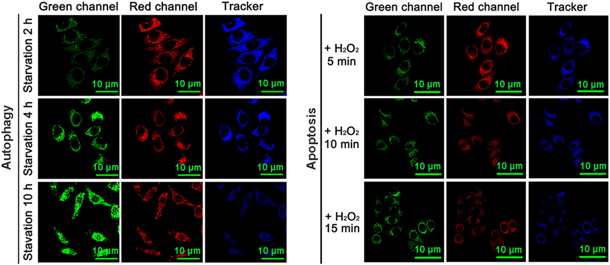 Download: Download high-res image (400KB)