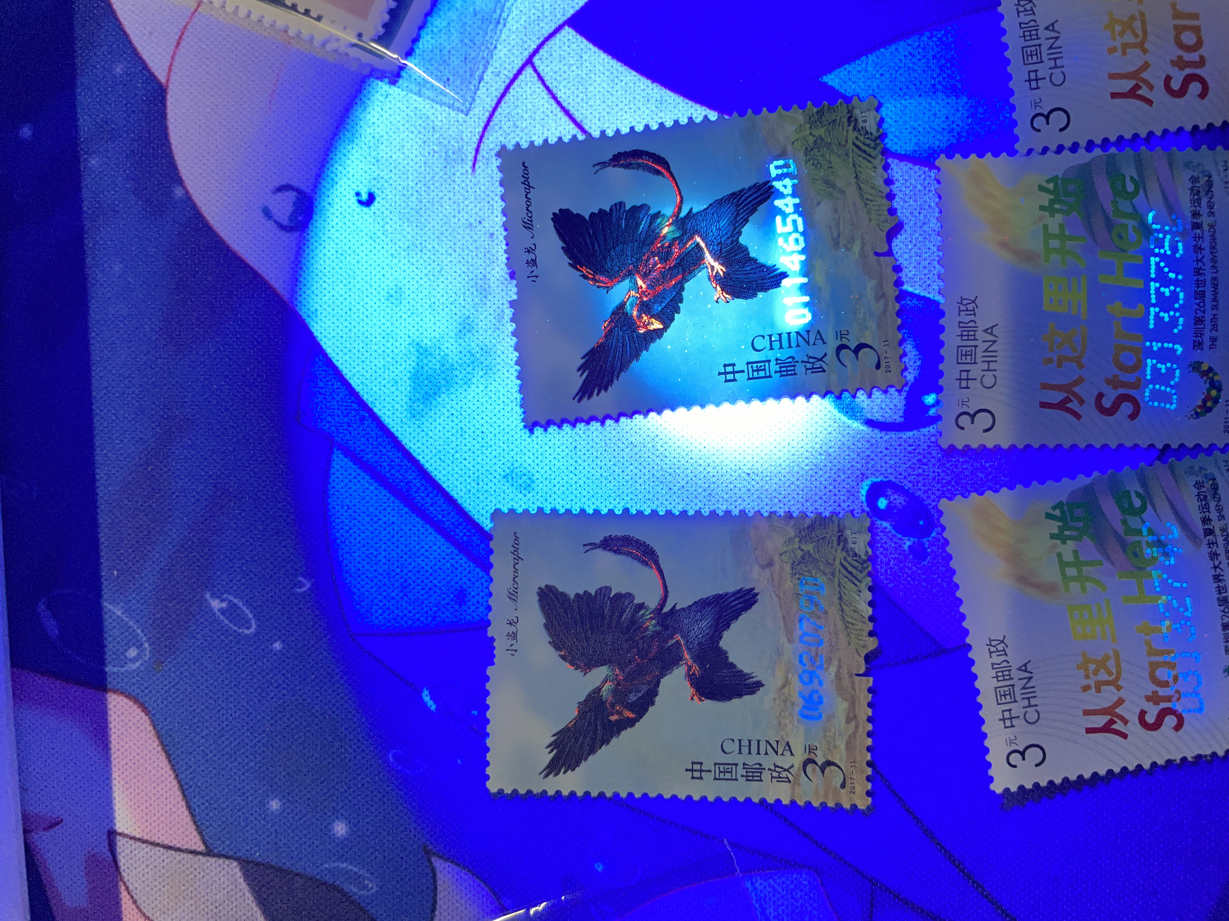 一张很帅的老鹰，紫外灯照射后会显示红色荧光骨架