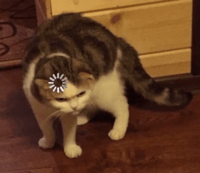 Confused cat looking around