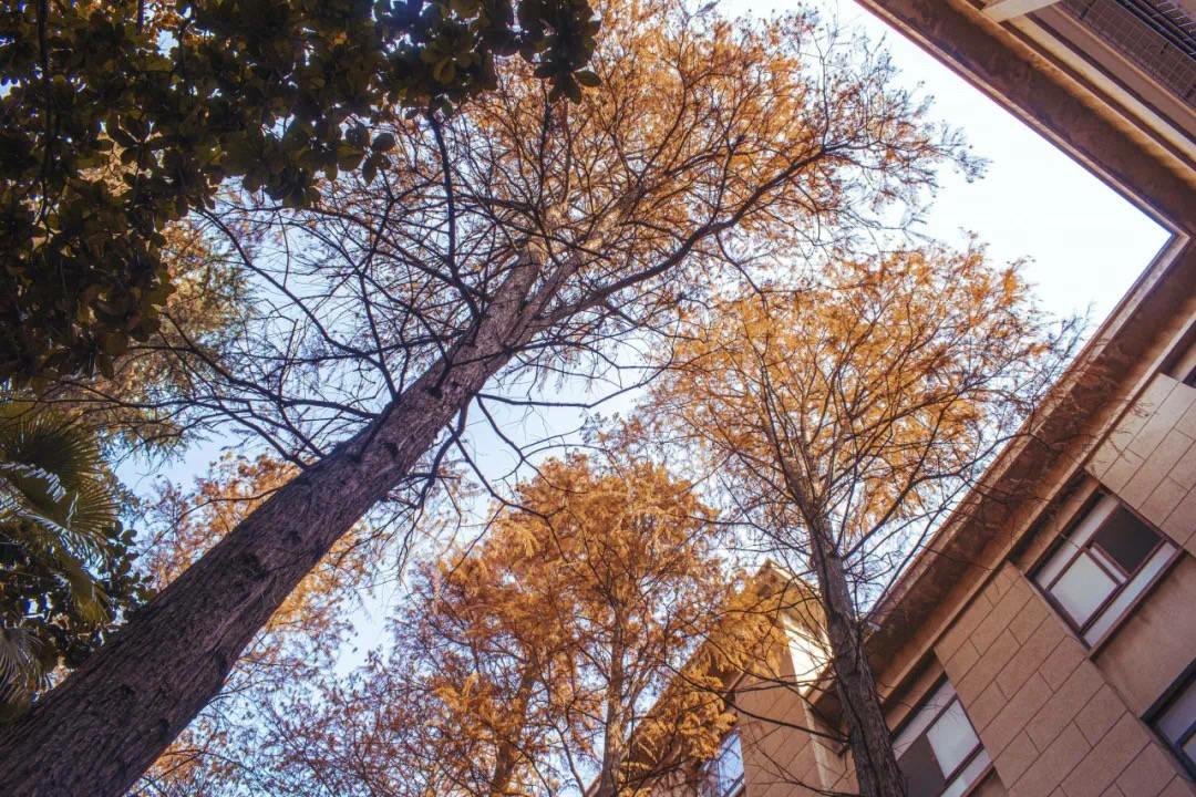 PAT 甲级 1116-1119