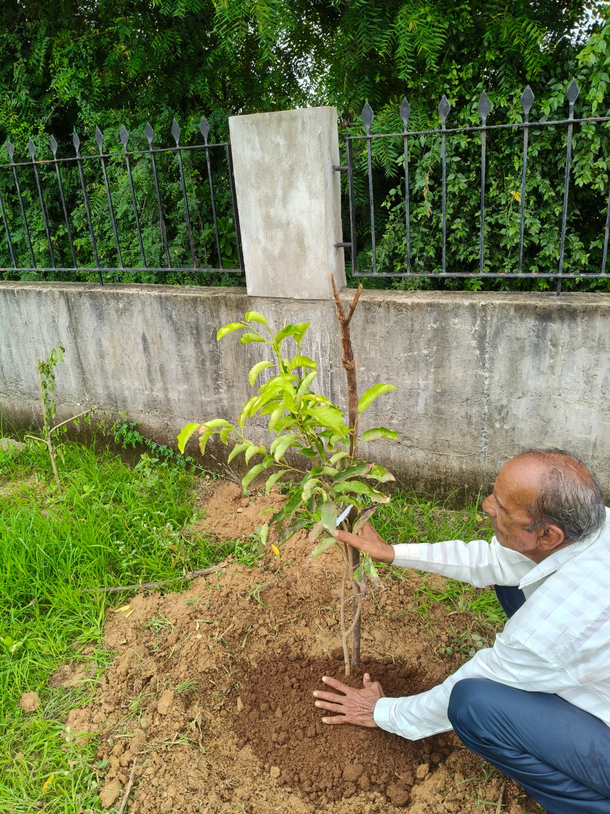 Dalvada Plantation Drive — planting native fruit trees