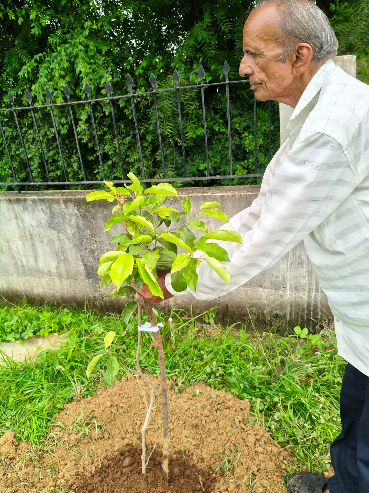 Dalvada Plantation Drive — students caring for plants