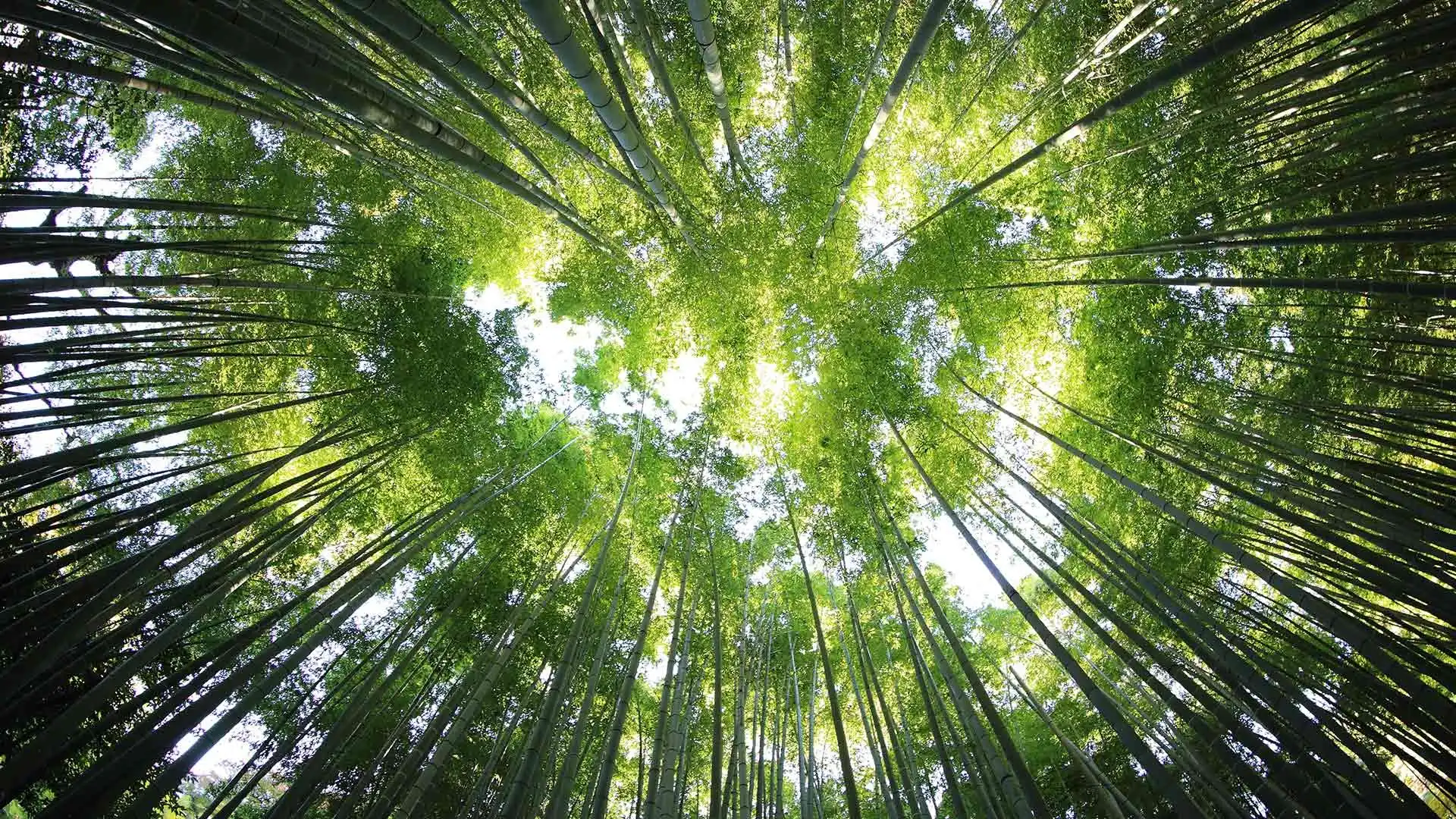 8086汇编语言：中断