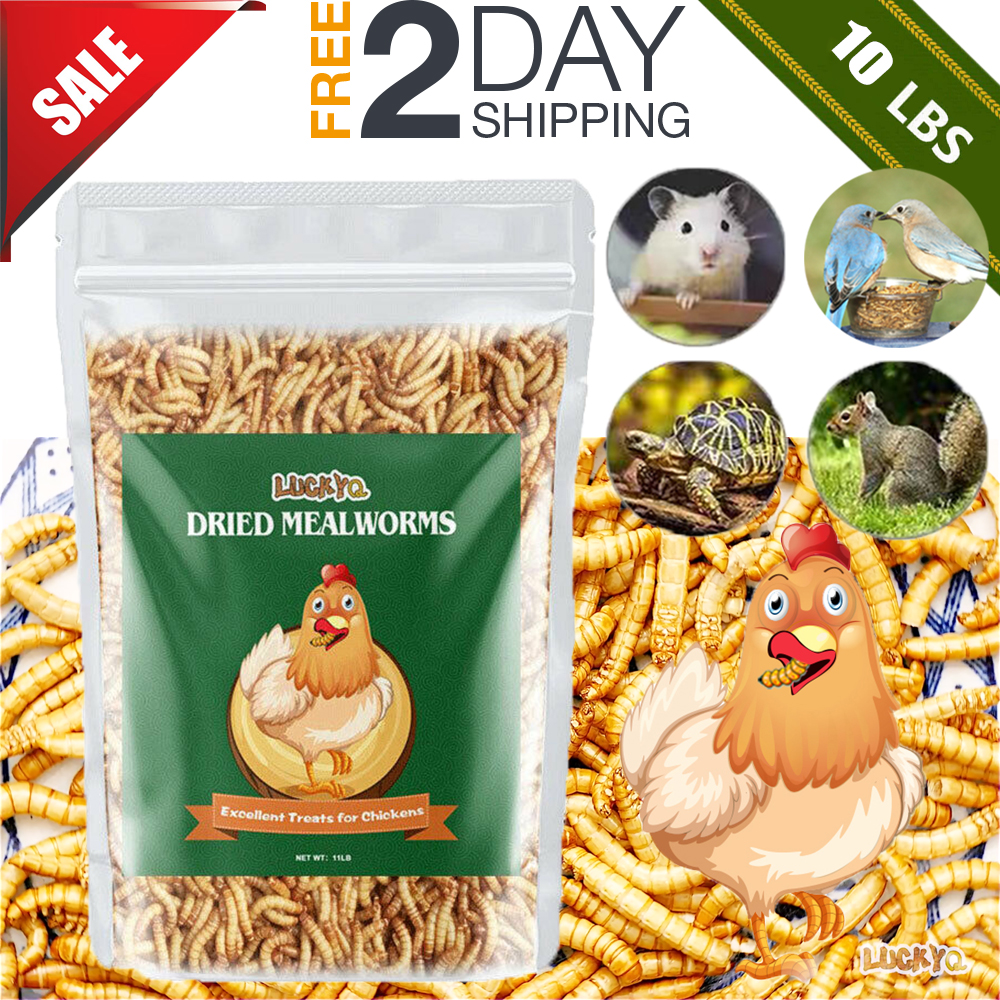Dried Mealworms Bulk 10 LBS for chickens Birds Bluebirds Hamsters Hen