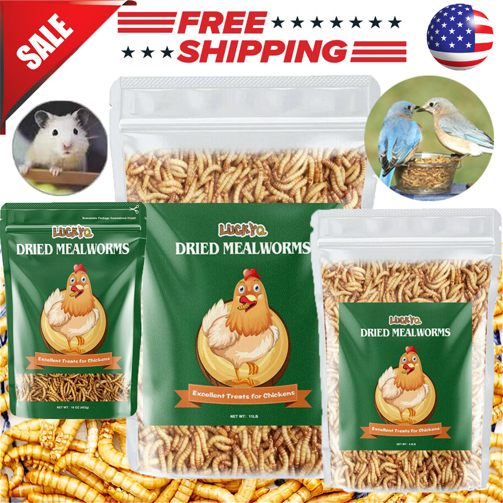 Bulk Dried Mealworms for Chickens Wild Birds Feed Bluebirds Hamster Hen