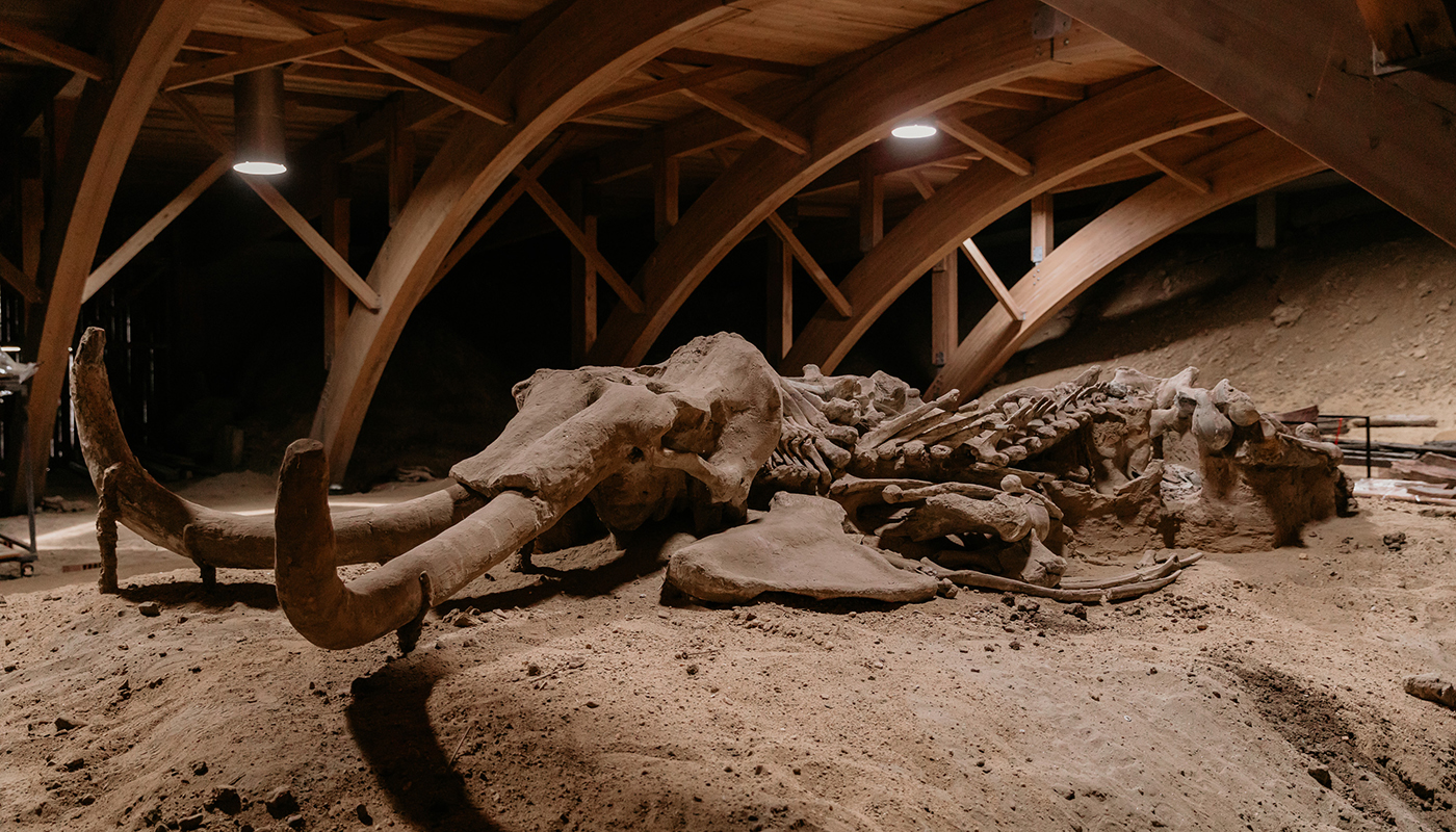 Mammoth remains in Viminacium