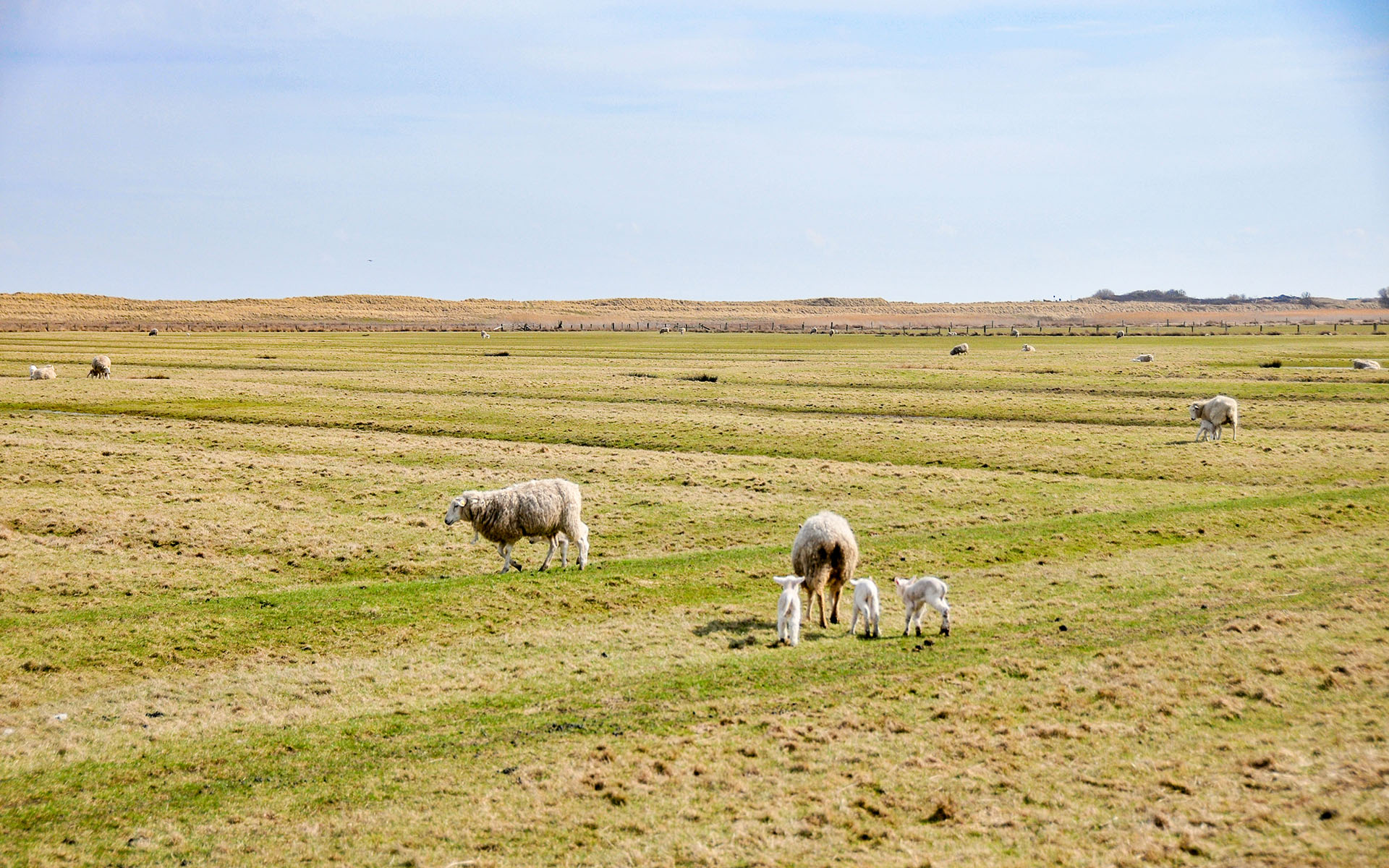 2010.04_Movenbergstrasse_Sylt_Schleswig-Holstein_Germany_07