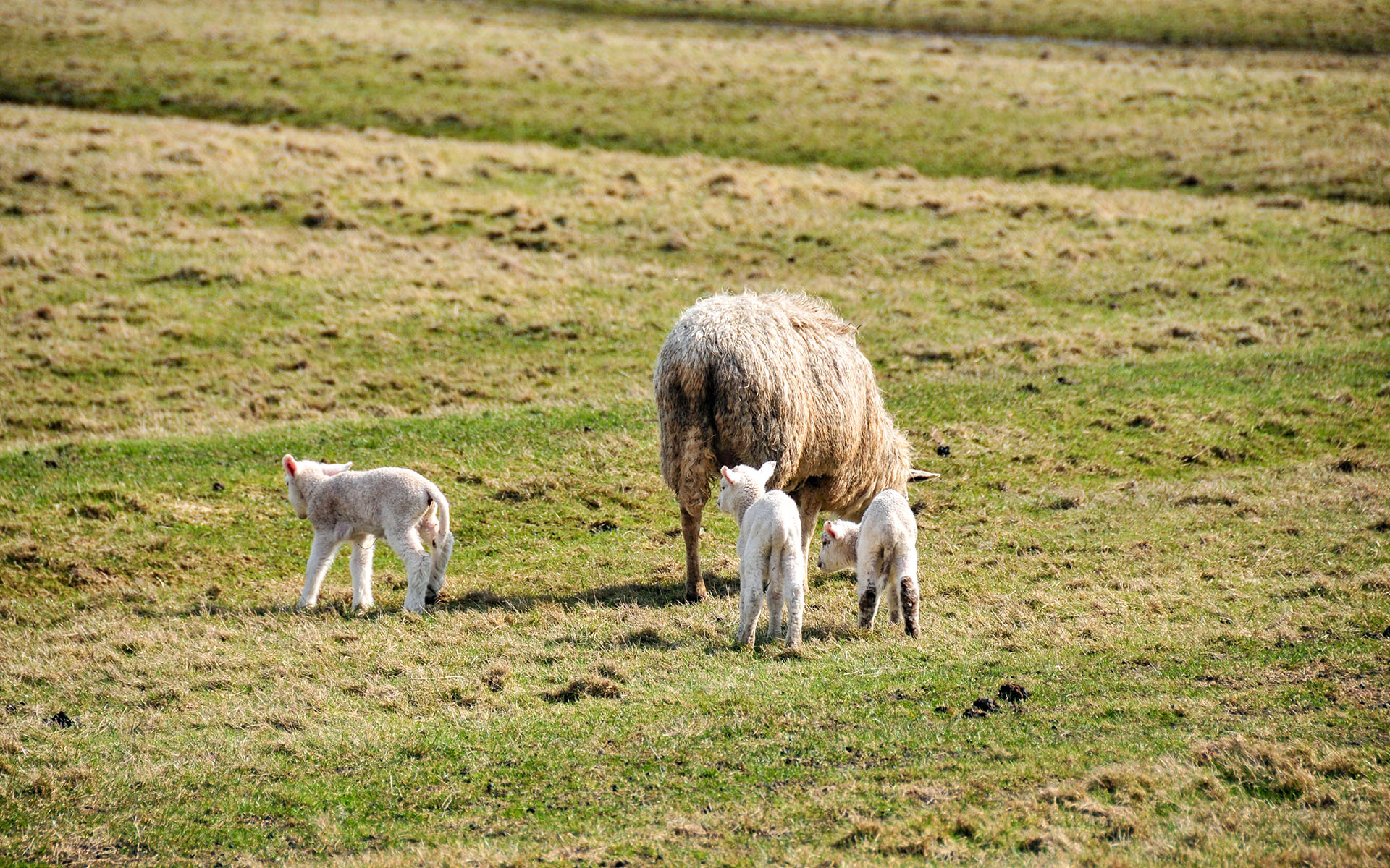 2010.04_Movenbergstrasse_Sylt_Schleswig-Holstein_Germany_08