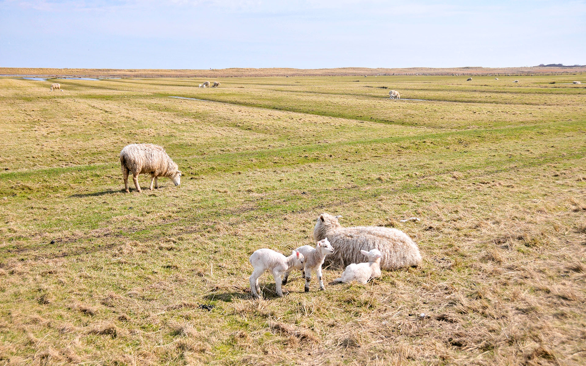 2010.04_Movenbergstrasse_Sylt_Schleswig-Holstein_Germany_09