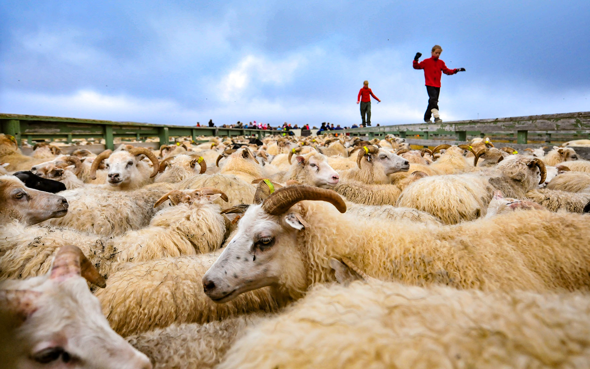 2010.09_Stora-Asgeirsa-Farm_Northwestern-Region_Iceland_06