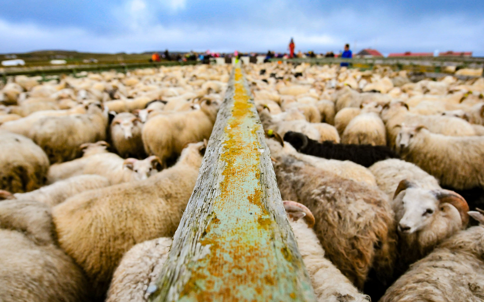 2010.09_Stora-Asgeirsa-Farm_Northwestern-Region_Iceland_07