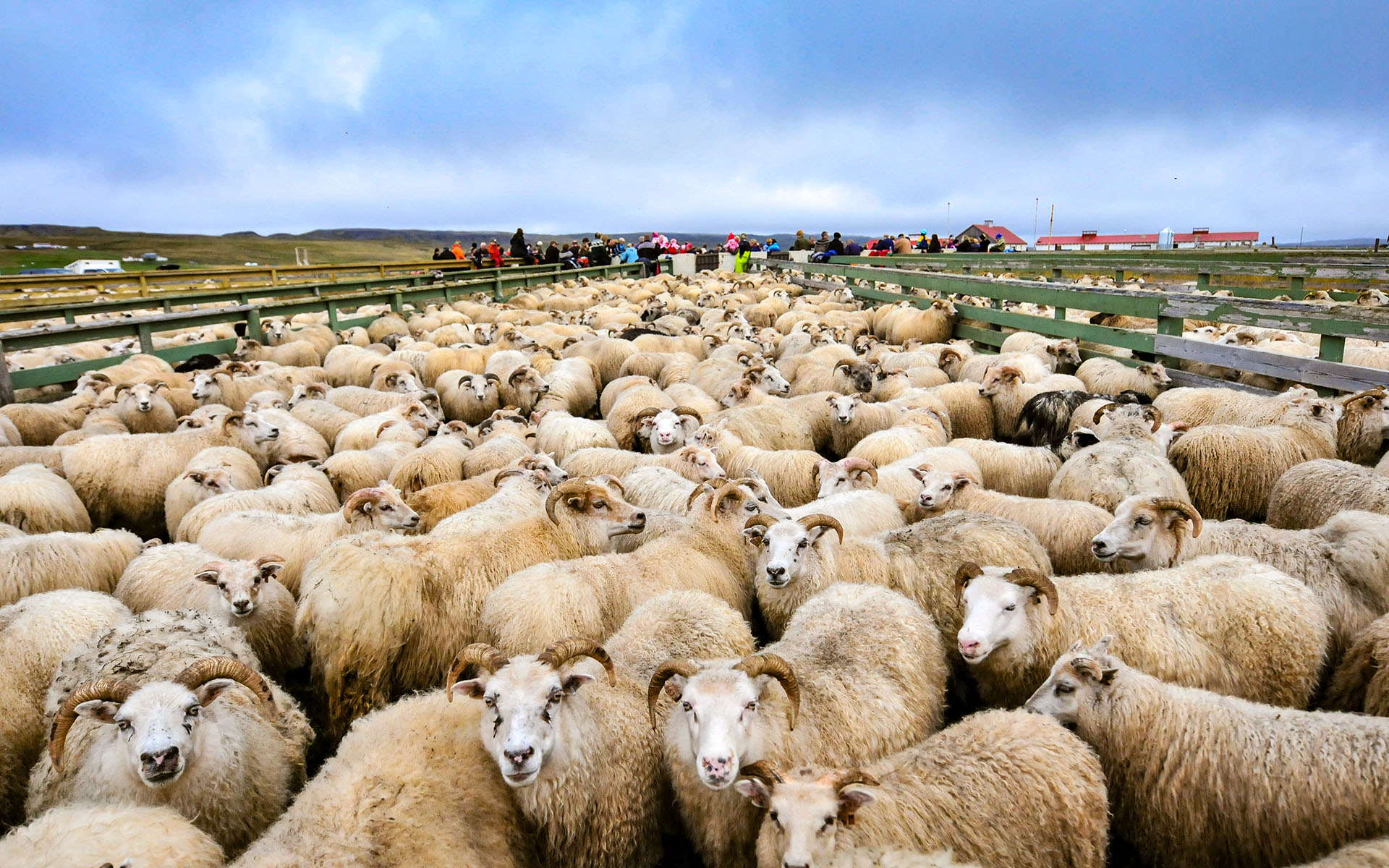 2010.09_Stora-Asgeirsa-Farm_Northwestern-Region_Iceland_08