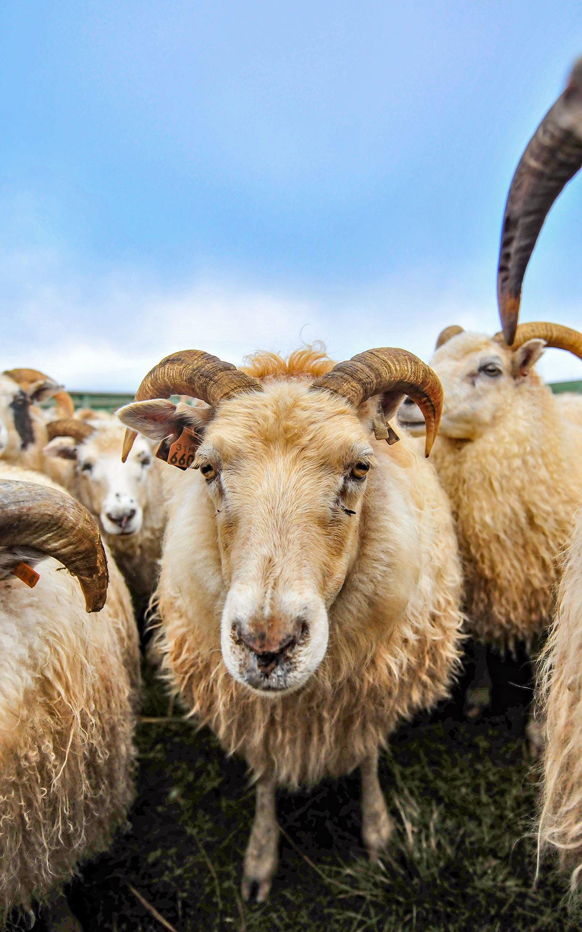 2010.09_Stora-Asgeirsa-Farm_Northwestern-Region_Iceland_09