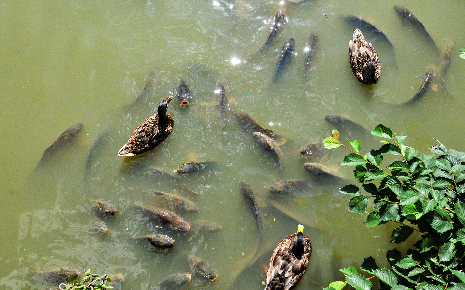 2011.07_Le-Domaine-de-Marie-Antoinette_Versailles_Ile-de-France_France_03