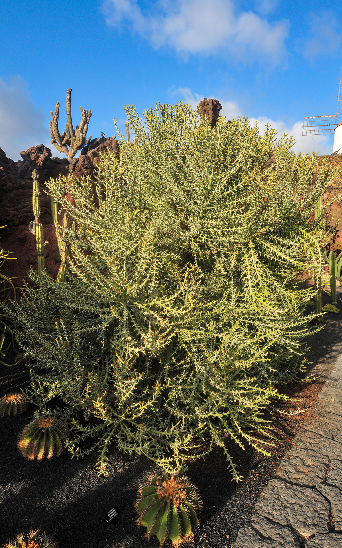 2011.12_Jardin-de-Cactus_Lanzarote_Las-Palmas_Spain_07