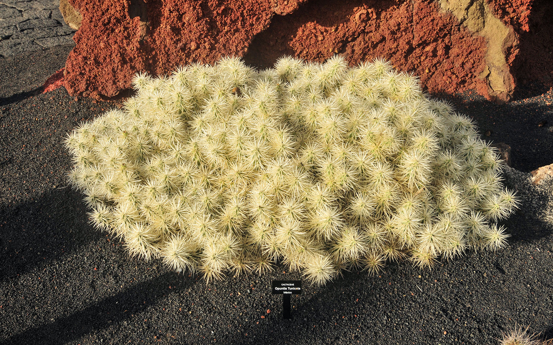 2011.12_Jardin-de-Cactus_Lanzarote_Las-Palmas_Spain_08