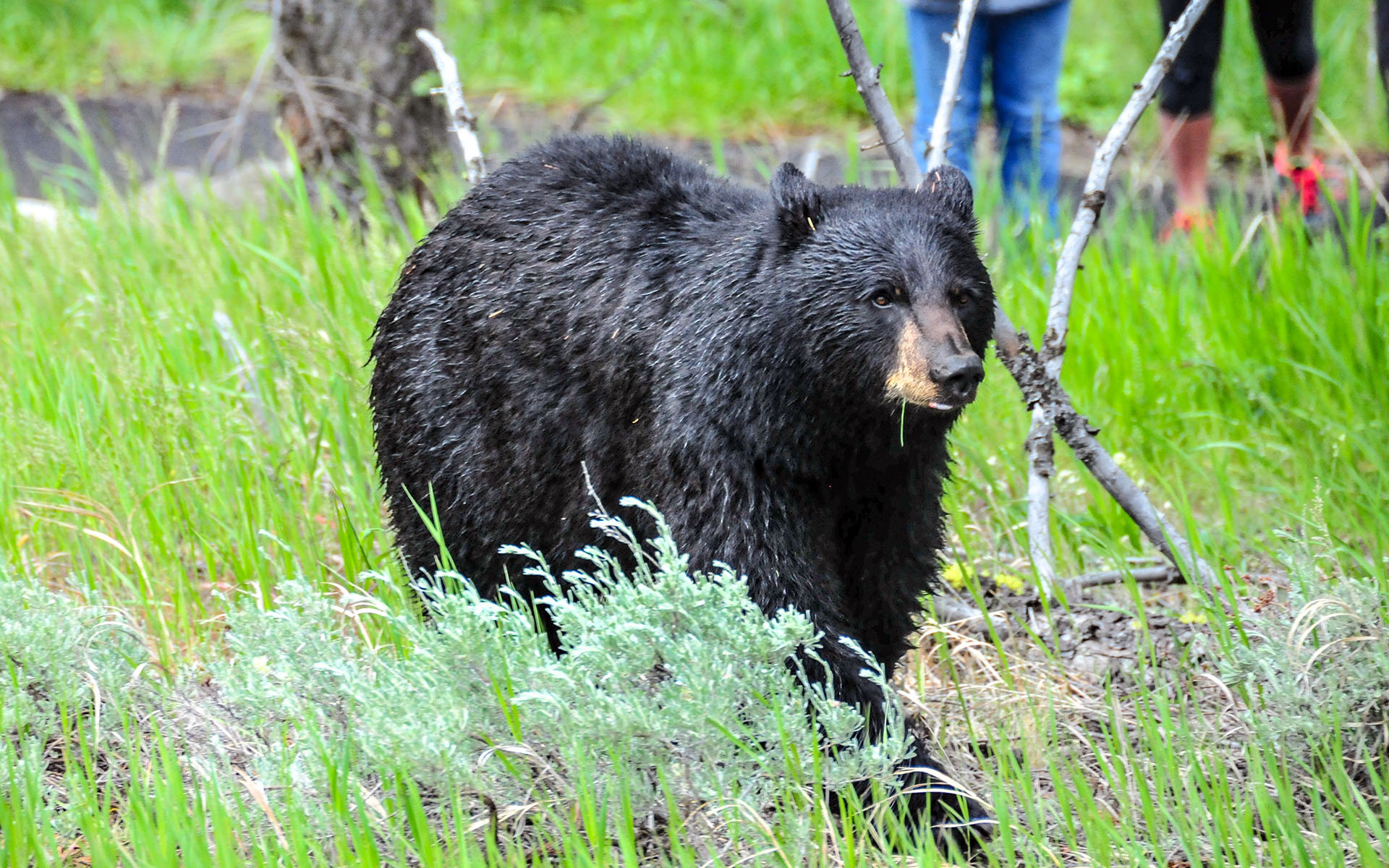 2017.06_Bear_Tower-Fall_Yellowstone-National-Park_Wyoming_USA_01