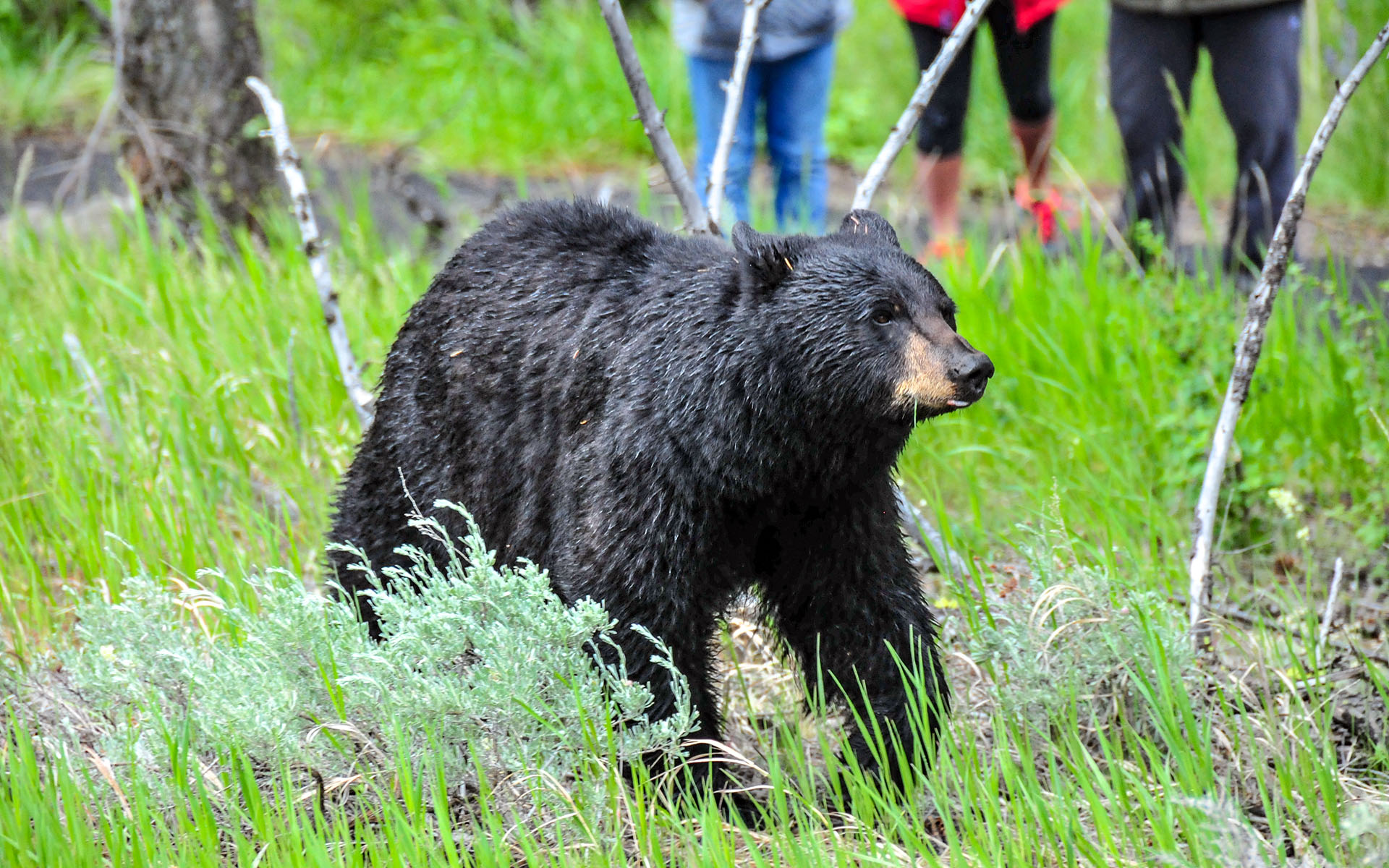 2017.06_Bear_Tower-Fall_Yellowstone-National-Park_Wyoming_USA_02