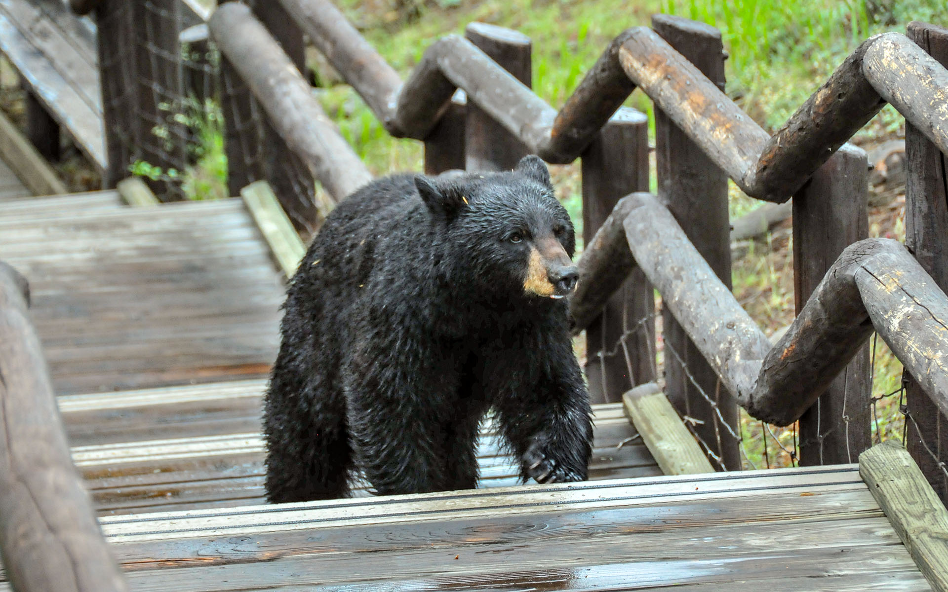 2017.06_Bear_Tower-Fall_Yellowstone-National-Park_Wyoming_USA_03